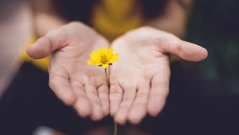 bàn tay hứng lấy bông hoa vàng